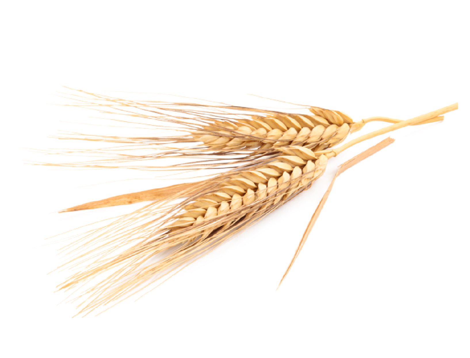 Barley