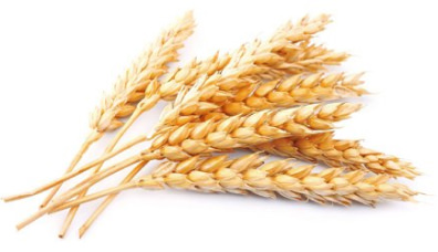 Spring Wheat