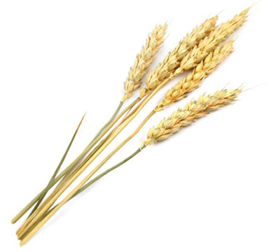 Winter wheat