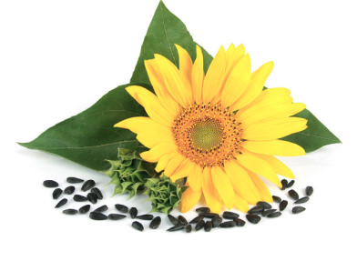 Sunflower seeds
